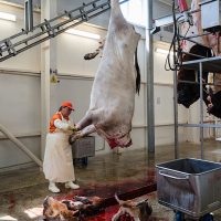 Slaughterhouse