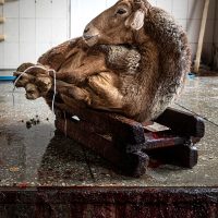 Slaughterhouse