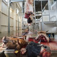 Slaughterhouse