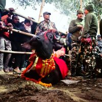 Gadhimai