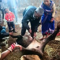 Gadhimai